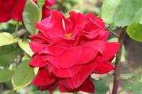 ミスター リンカーン