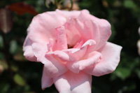 クイーン エリザベス