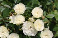 グリーンアイス