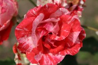 オレンジ スプラッシュ