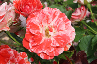 タイガーテール