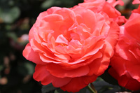 アーティストリー