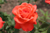 スパイス トワイス