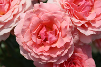 トーナメント オブ ローゼズ