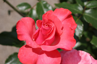 シア エレガンス