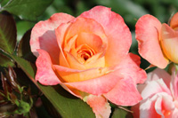 ピュア ポエトリー