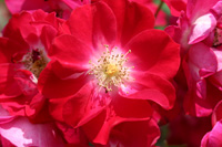 プレーリー フラワー