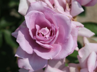 ブルームーン（ドイツ）