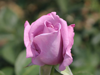 ブルームーン（ドイツ）