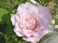 ニューウェーブ（日本）