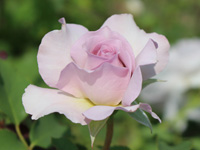 ニューウェーブ（日本）