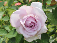 ブルーリボン（アメリカ）