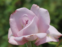 ブルーリボン（アメリカ）