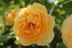 グラハム・トーマス