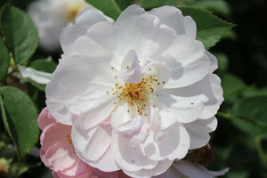 スキャボローフェア