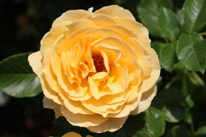 アンバークイーン