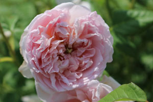 カントリー リビング