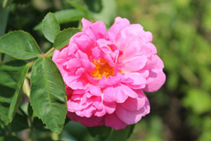 ザ カントリーマン