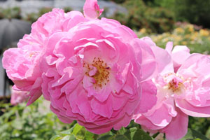 メアリー ローズ