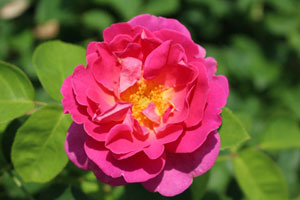 ザ ハーバリスト