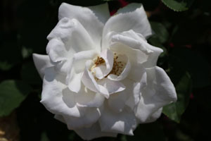 フラウ カール ドルシュキ つる