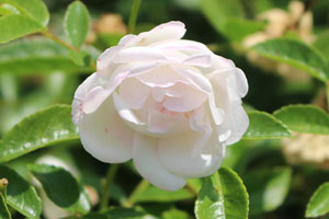 マルゴス シスター