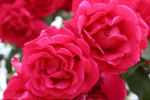 ボールズ スカーレット クライマー