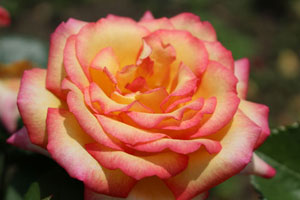 シーラズ パヒューム