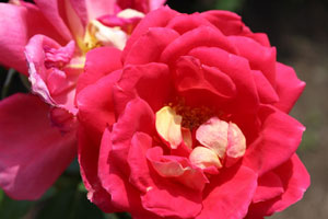 ウェストミンスター