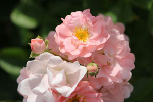 コーラル クラスタ