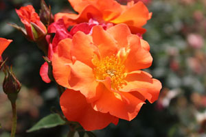 プリンセスミチコ