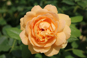 ゴールデン セレブレーション