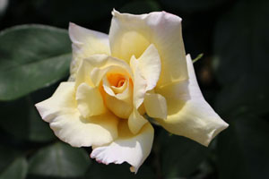 ハイ フィールド