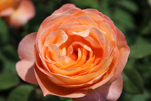 レディ エマ ハミルトン