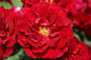 ルビー セレブレーション