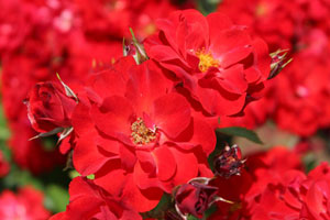 ドラマー ボーイ