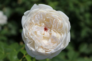 グラミス キャッスル