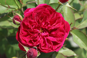 ダーシー バッセル