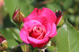 プリンセスチチブ