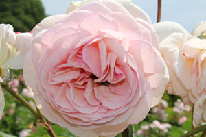 ア シュロップシャーラド