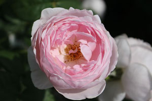 セプタード アイル