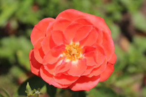 ハンド イン ハンド