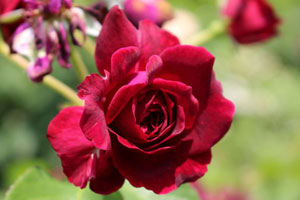 トラデスカント