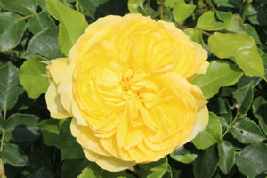 ハッピー チャイルド