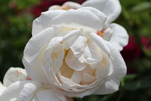 ザ プライオレス