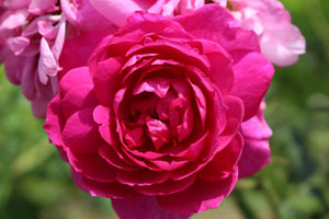 ワイズ ポーシャ