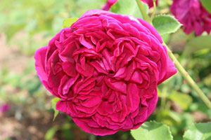 ウィリアム シェイクスピア2000