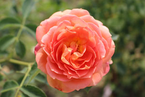 レディ オブ シャーロット