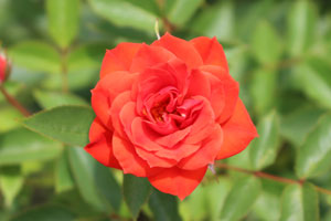 ディスコ ダンサー