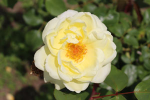 マグレディーズ イエロー